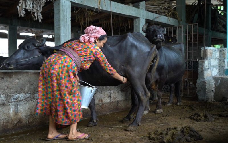अभिषेक अधिकारी: प्रविधीको पृष्ठभूमिमा आधारित सफल जैविक किसान, ४०० लिटर दूध उत्पादन र ७% फ्याट दूधको तयारी |